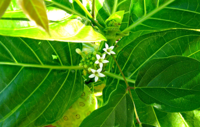 Le Noni, un fruit sain issu de Morinda Citrifolia